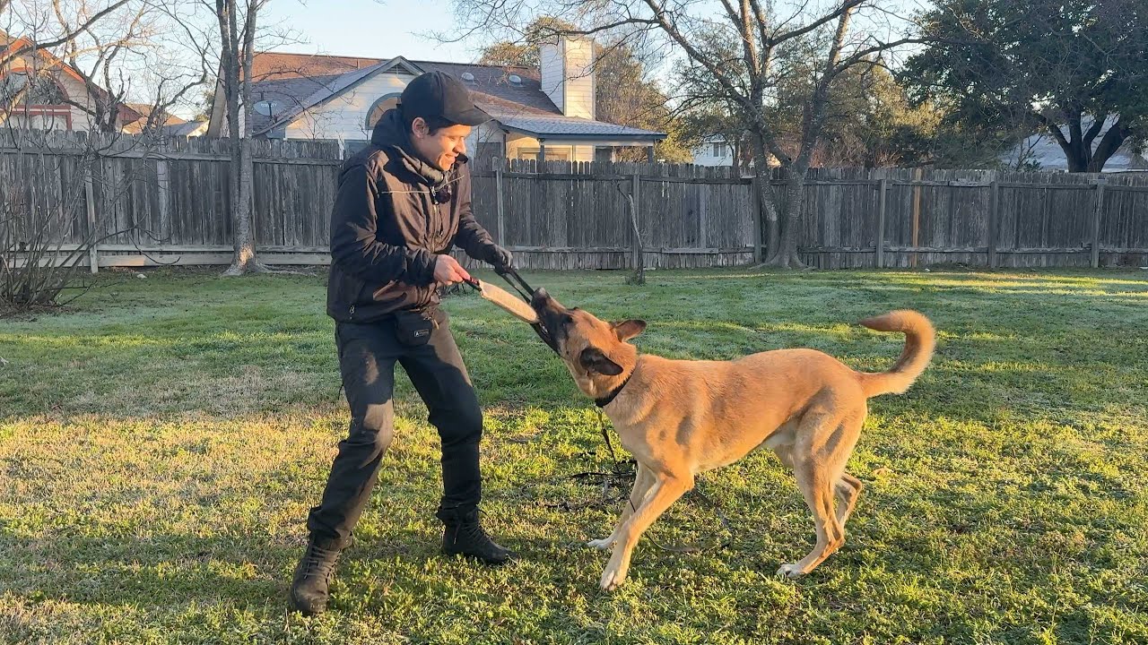 Building a play-based relationship with your dog