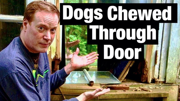 Cute dogs chewed through shed door: Details here! Dog Life