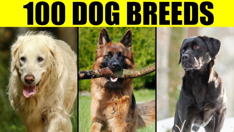 Dog Breeds - List of 100 Most Popular Dog Breeds in the World