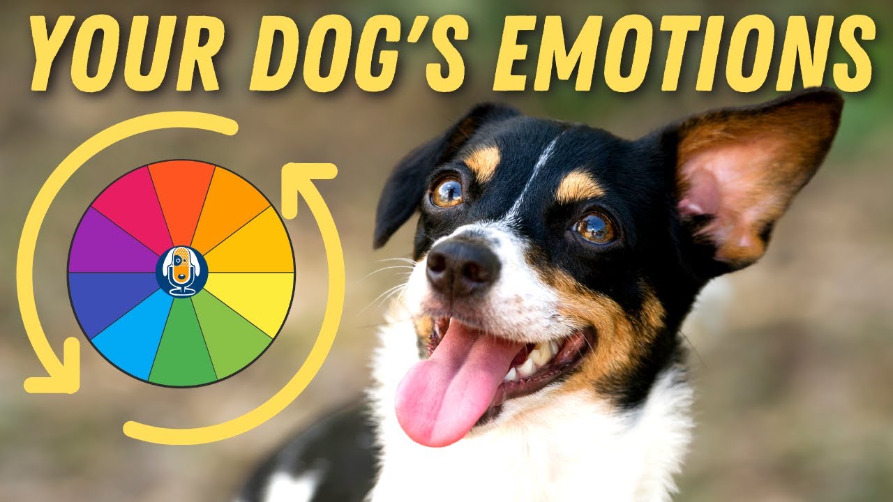 Excited Or Suspicious Dog? Dealing With Your Dog’s Emotions #103