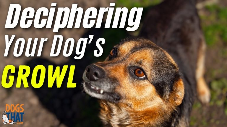 Growling, Snarling and Snapping: Deciphering Your Dog’s Growl