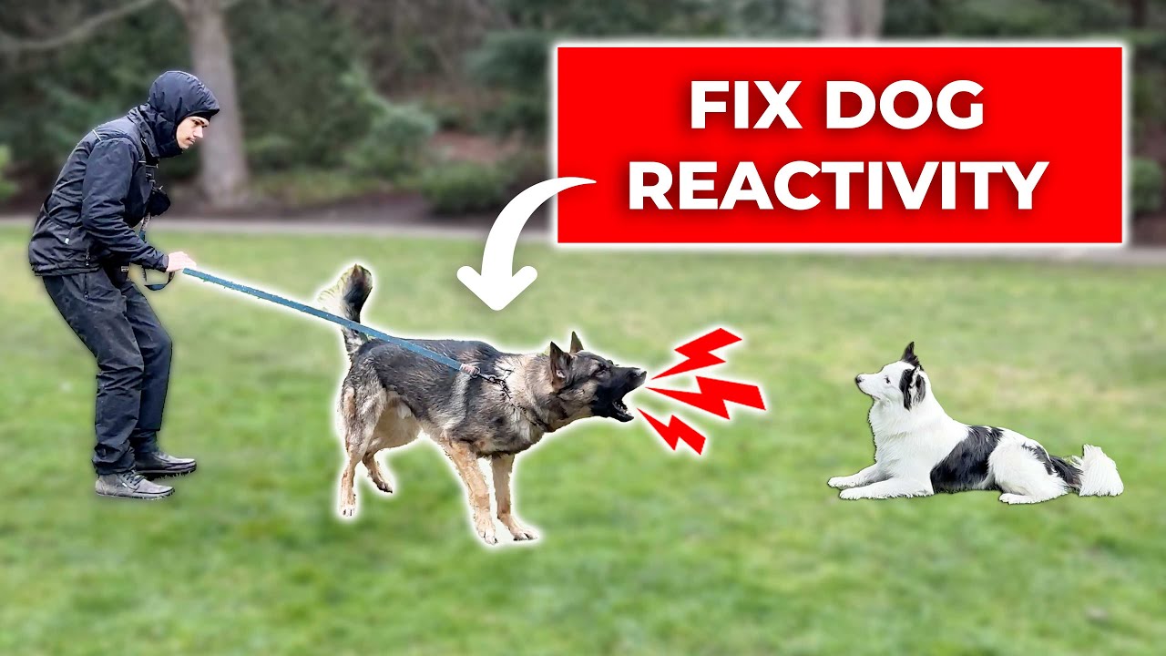 How We Fix LEASH REACTIVITY // Stop Barking and Lunging at Dogs