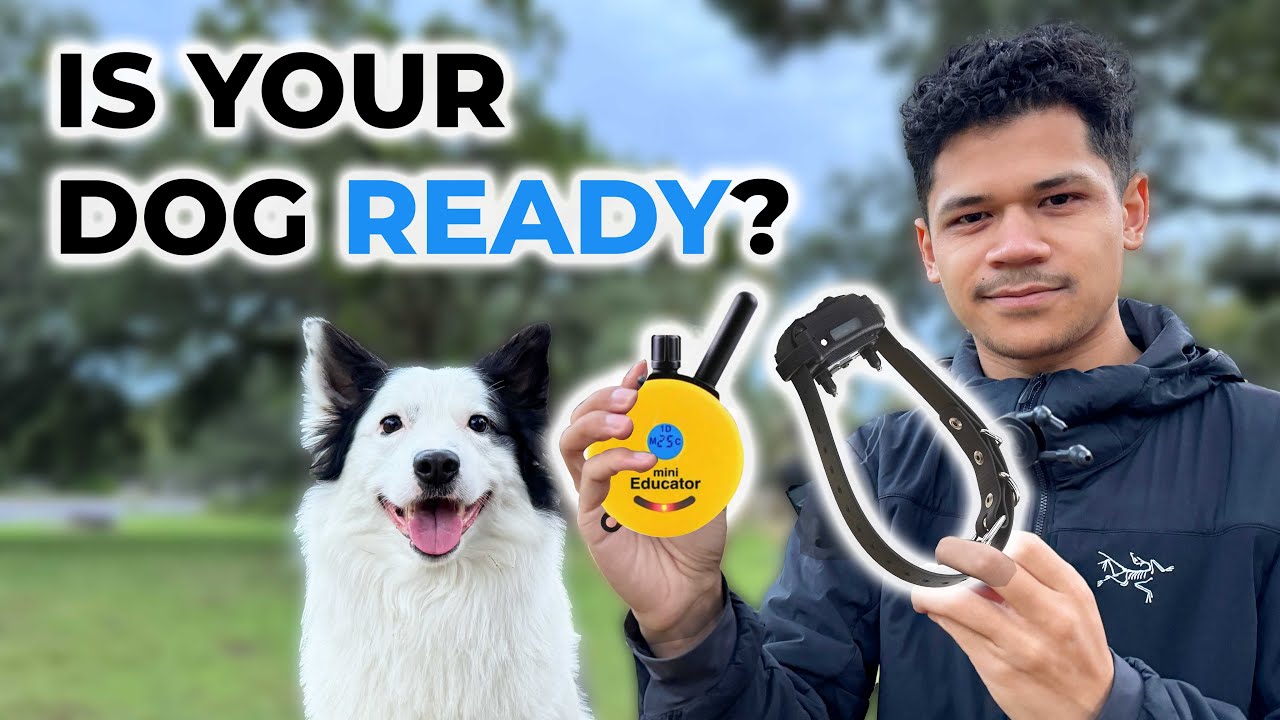 Is Your Dog Ready for E-Collar Training?