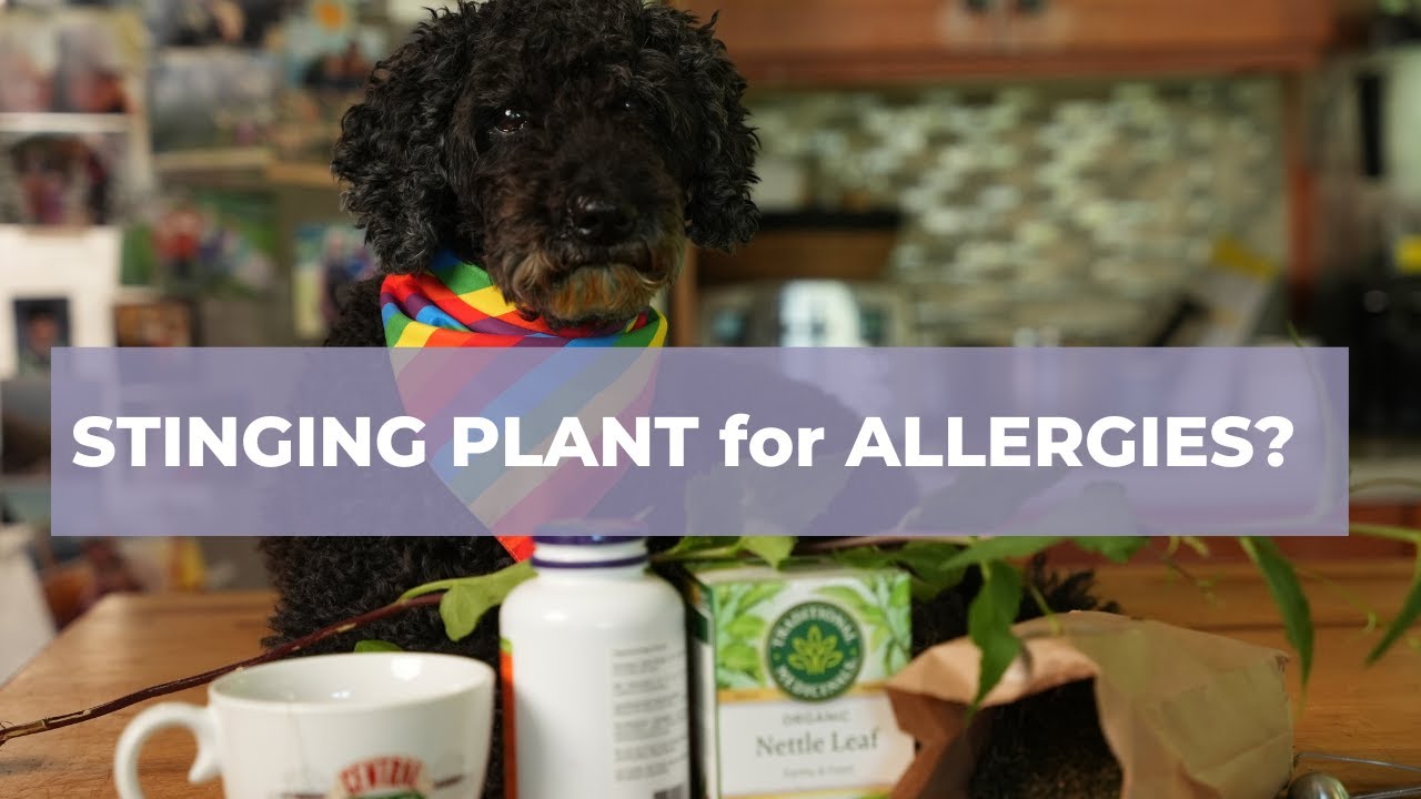 Amazing Stinging Medicinal Plant: Great for Allergies, Arthritis, Bone Healing