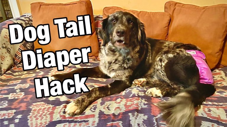 Life Hacks for Dogs: Doggie diaper hack helps you get that diaper on and off super easy!