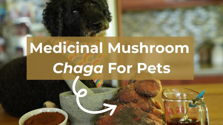 Unlocking the Healing Power of Chaga: 5 Benefits for Dogs and Cats