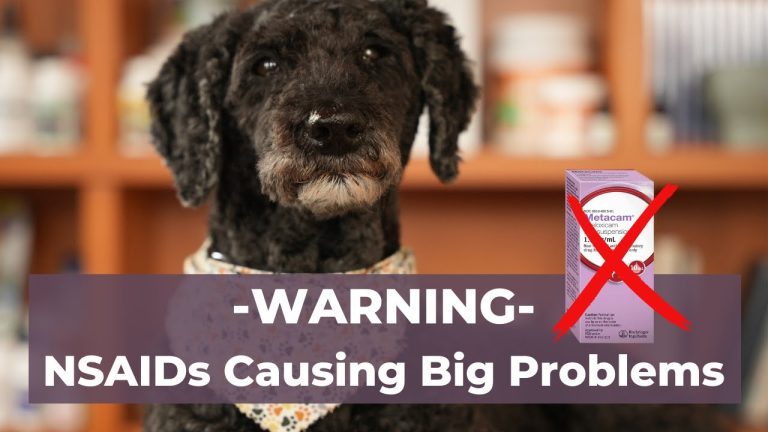 WARNING: Common Veterinary Pain Killers Causing Frequent Side Effects in Dogs and Cats