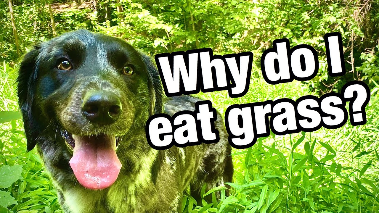 Why Do Dogs Eat Grass? A Dog Explains